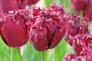 Tulip Fringed Labrador